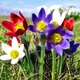 Семена Сон-трава "Multicolor", Pulsatilla vulgaris 20 шт/уп - изображение 2