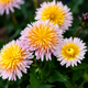 Семена Розовый одуванчик, Taraxacum pseudoroseum10 шт/уп - изображение 2