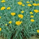 Семена Тысячелистник щитовидный, Achillea clypeolata 10 шт/уп - изображение 2