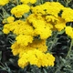 Семена Тысячелистник щитовидный, Achillea clypeolata 10 шт/уп - изображение 6