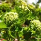 Насіння Смирнія європейська, Smyrnium olusatrum 5 шт/уп - зображення 1