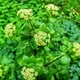 Насіння Смирнія європейська, Smyrnium olusatrum 5 шт/уп - зображення 2