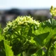 Насіння Смирнія європейська, Smyrnium olusatrum 5 шт/уп - зображення 3