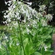 Насіння Тютюн лісовий, Nicotiana sylvestris 20 шт/уп - зображення 4