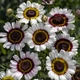 Семена Хризантема однолетняя 'Cockade', Chrysanthemum carinatum 10 шт/уп - изображение 2