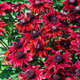 Семена Рудбекия волосистая 'Cherry Brandy', Rudbeckia hirta 10 шт/уп - изображение 1