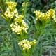 Семена Уакатай, Tagetes minuta 10 шт/уп - изображение 2