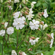 Смілка широколиста, Silene latifolia 10 шт/уп - зображення 2