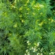 Семена Уакатай, Tagetes minuta 10 шт/уп - изображение 3