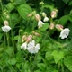 Смілка широколиста, Silene latifolia 10 шт/уп - зображення 5