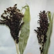 Насіння Сорго декоративне Чорний бурштин, Sorghum bicolor 20 шт/уп - зображення 3