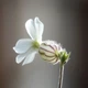 Смілка широколиста, Silene latifolia 10 шт/уп - зображення 6