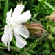 Смілка широколиста, Silene latifolia 10 шт/уп - зображення 7