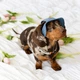 Панама для собак Hat-Dog Джинс XXL - изображение 6