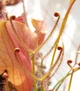 Насіння росянки Drosera Binata 20штук Біната - зображення 5