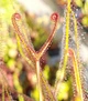 Насіння росянки Drosera Binata 20штук Біната - зображення 7