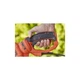Кусторез Black&Decker BEHTS551 BLACK&DECKER BEHTS551 1050229 - изображение 4