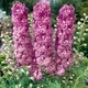 Саджанці Дельфініума Меджик Фаунтс Черрі Блоссом Уайт Би (Magic Fountains Cherry Blossom White Bee) в 380 гр горщику - изображение 1