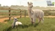 Гра PC Farming Simulator 25: Beans & Alpacas Edition (DVD + електронний ключ) (4064635101262) - зображення 9