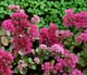 Очиток Вера Джеймсон Sedum Vera Jameson Р9 - изображение 1