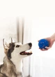 Інтерактивна іграшка для собак Cheerble Wicked Ball Air Royal Blue (CWQ01B) - зображення 5