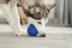 Інтерактивна іграшка для собак Cheerble Wicked Ball Air Royal Blue (CWQ01B) - зображення 8