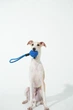 Інтерактивна іграшка для собак Cheerble Wicked Ball Air Rope Royal Blue (CWQ03B) - зображення 5