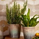 Керамограніт Peronda Fs Farfalla Mustard/45x45x0,95 45x45 см - изображение 4