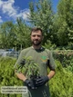 Саджанці Актинідії (ківі) Київської великоплідної - жіночий сорт, крупноплідна, морозостійка Р9 - зображення 3