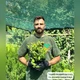 Саженцы Спиреи японская Файерлайт (Spiraea japonica Firelight) Р9 - изображение 4