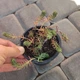 Саженцы Очитка отогнутого гребенчатого Кристатум (Sedum reflexum Cristatum) Р9 - изображение 6