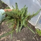 Саженцы Очитка отогнутого гребенчатого Кристатум (Sedum reflexum Cristatum) Р9 - изображение 7