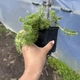 Саженцы Очитка отогнутого гребенчатого Кристатум (Sedum reflexum Cristatum) Р9 - изображение 8
