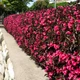 Саджанці Вейгели квітучої Олександра (Weigela florida Alexandra) Р9 - зображення 1