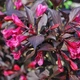 Саджанці Вейгели квітучої Олександра (Weigela florida Alexandra) Р9 - зображення 2