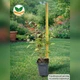 Саджанці Вейгели квітучої Олександра (Weigela florida Alexandra) Р9 - зображення 4