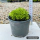 Саджанці Ломикаменя Арденса рожевого (Saxifraga Arendsii) Р9 - зображення 3