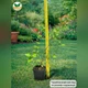 Саженцы Спиреи японской Антони Ватерер (Spiraea japonica Anthony Waterer) Р9 - изображение 3