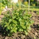 Саджанці Марокканської м'яти, м'яти арабської (Mentha spicata Marokko) Р9 - зображення 1