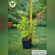 Саджанці Марокканської м'яти, м'яти арабської (Mentha spicata Marokko) Р9 - зображення 4