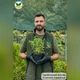 Саджанці Марокканської м'яти, м'яти арабської (Mentha spicata Marokko) Р9 - зображення 5