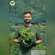 Саженцы Спиреи японской Меджик Карпет (Spiraea japonica Magic Carpet) Р9 - изображение 4