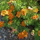 Саджанці Перстач кущовий Белла Сол (Potentilla fruticosa Bella Sol) Р9 - зображення 2