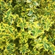 Саджанці Бересклета Форчуна Емеральд Голд (Euonymus fortunei Emerald 'n' Gold) Р9 - зображення 1