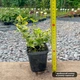 Саджанці Бересклета Форчуна Емеральд Голд (Euonymus fortunei Emerald 'n' Gold) Р9 - зображення 3