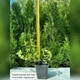 Саджанці Бересклета Форчуна Емеральд Голд (Euonymus fortunei Emerald 'n' Gold) Р9 - зображення 4