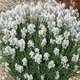 Саджанці Лаванди вузьколистої Біла (Lavandula angustifolia) Р9 - зображення 1