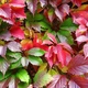 Саджанці Дівочого винограду п'ятипелюстковий (Parthenocissus) Р9 - зображення 1