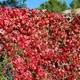 Саджанці Дівочого винограду п'ятипелюстковий (Parthenocissus) Р9 - зображення 2