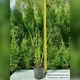 Саджанці Пеннісетума лисохвостовидного Хамелн (Pennisetum alopecuroides Hameln) - зображення 4
